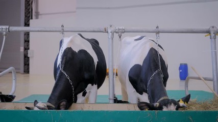 Two black and white milking cows eating hay at agricultural animal exhibition, cattle trade show. Farming, feeding, agriculture industry, livestock and animal husbandry concept