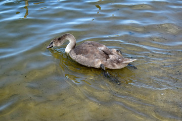 Young grey swan swim on water. Wild nature, close up.The young swan is grey.