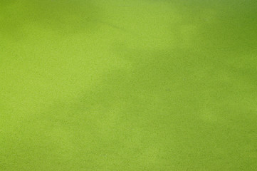 the water surface is full of green water plants, background image
