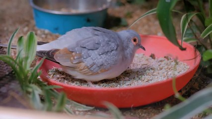 Two grey diamond doves birds in the cage - close up view. Exotic animal, love, romantic, mating rituals and wildlife concept