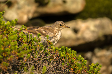 Water pipit (Anthus spinoletta). Beautiful mountain bird. Bieszczady Mountains. Poland