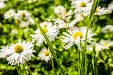 Open flower of daisies.