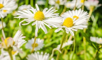 Open flower of daisies.