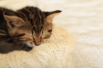 Brown striped kitty sleeps on knitted woolen beige plaid. Little cute fluffy cat. Cozy home.