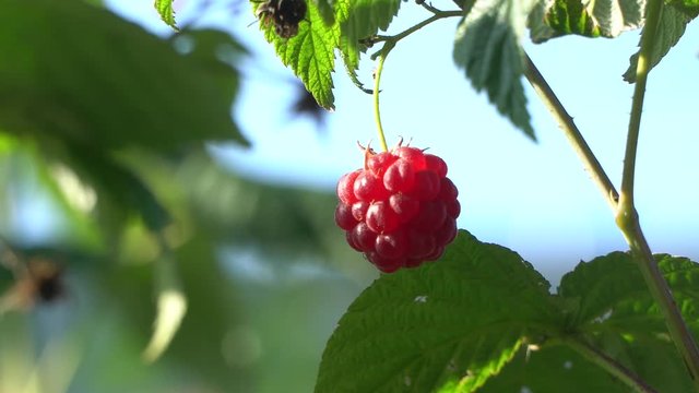 Frash ripe red raspberry on a windy day hanging from a branch. Berry swaying in the wind.