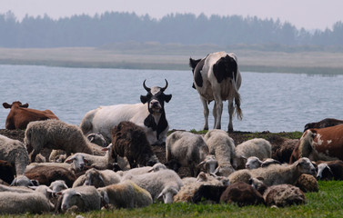 A herd of cows on vacation near the lake.