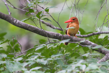 日本の野鳥