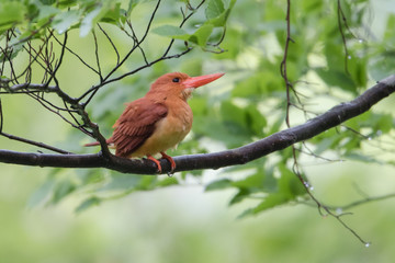 日本の野鳥