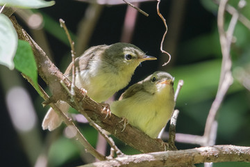 日本の野鳥
