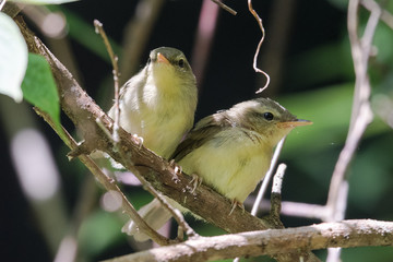 日本の野鳥