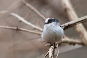 Fototapeta premium 日本の野鳥