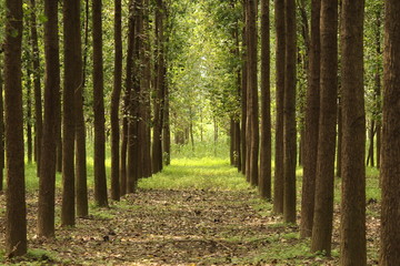 row of trees in the countryside - Image