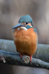 日本の野鳥