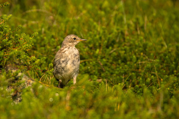 Water pipit (Anthus spinoletta). Beautiful mountain bird. Bieszczady Mountains. Poland