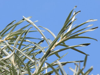 Bright summer green leaves of plants against the blue clear summer sky.