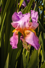 Close up photo of Iris flower in the garden.