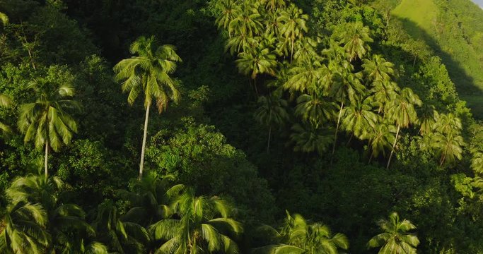 Aerial view of coconut palm trees