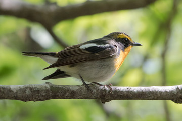 Fototapeta premium 日本の野鳥