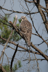 日本の野鳥