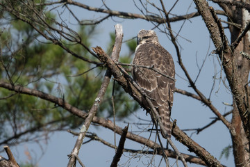 日本の野鳥