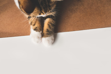 Little cute cat legs paw on white background with copy space for text and advertising