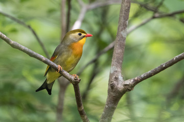 日本の野鳥
