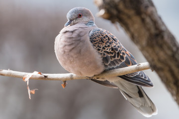 日本の野鳥