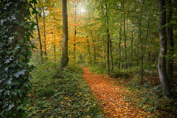 Herbstwald mit Weg