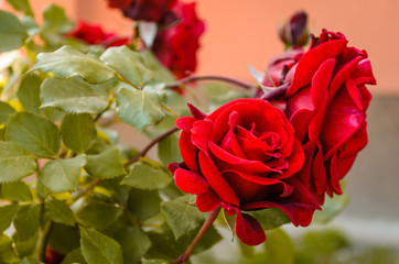 Blooming red rose