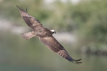 日本の野鳥
