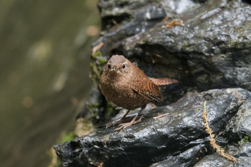 日本の野鳥