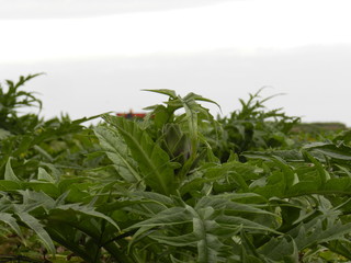 Obraz premium fresh herbs and spices