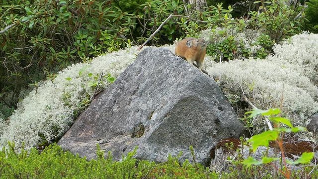 ガレ場のエゾナキウサギ