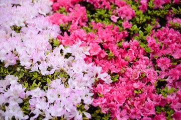 白と赤、2色のつつじ