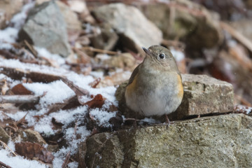 日本の野鳥