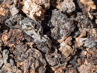 Dried morels mushrooms, close up.