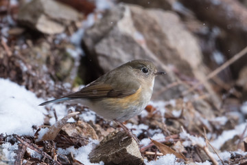 日本の野鳥