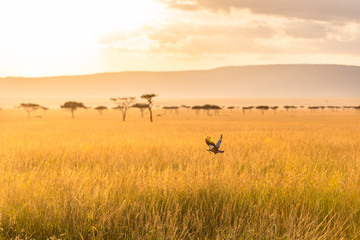 Naklejka na ściany i meble A bird is flying over the savannah in the Masai Mara