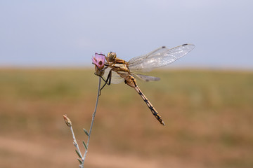 Dragonflies. Natural mosquito control