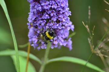 purple flower