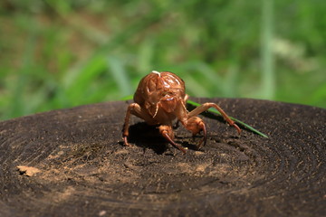 emergence of cicadas 