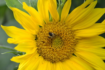 sunflower with a bee