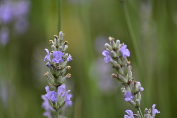 lavendel