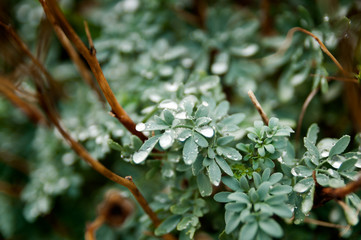 Branch with green leaves covered with raindrops