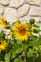 Blooming sunflowers against the background of a limestone wall