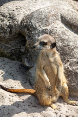 Fototapeta premium Suricata suricatta know as Meerkat basks in the sun