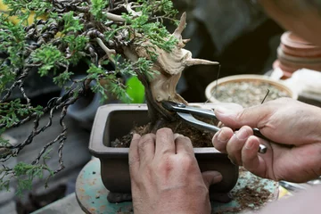 Fotobehang Bonsaiboompjes maken, een boom in de pot bedraden. Handgemaakte accessoires Draadknippers en scharen bonsai tools, stand van bonsai, Concept Bonsai. © Nori Wasabi