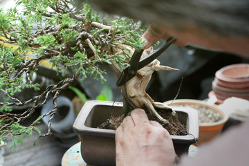 Making of bonsai trees, Wiring a tree into the pot. Handmade accessories Wire cutters and scissors...