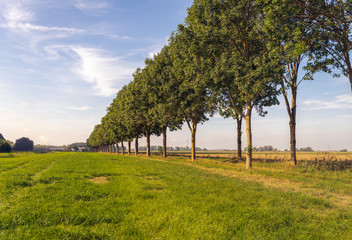 Obraz premium Seemingly endless row of tall trees