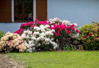 Blooming colorful flowers of Rhodenron. A great decoration for any garden